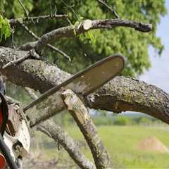 Seasonal Tree Care Services In Austin: Why Hiring A Tree Maintenance Service Pays Off