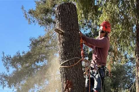 The Ultimate Guide To Tree Care Services In Kalamazoo: What You Need To Know