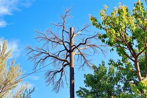 Power Line Tree Trimming Ogden UT | Nutrition Coaching Utah