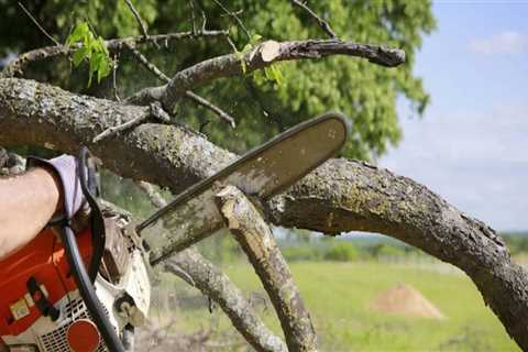 Seasonal Tree Care Services In Austin: Why Hiring A Tree Maintenance Service Pays Off
