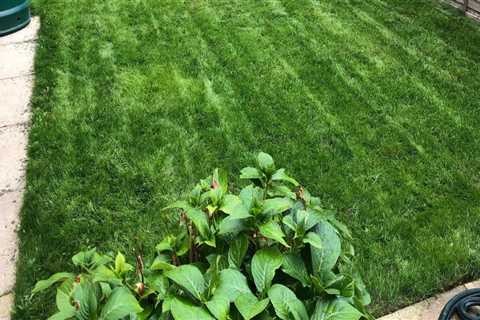 Aerating and Overseeding Your Lawn: Tips and Advice for Outdoor Renovations