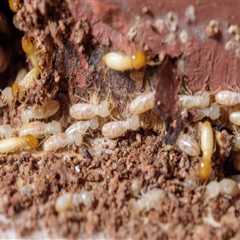 Why Professional Termite Control Services Are Essential For Managing Common Indoor Pests In..
