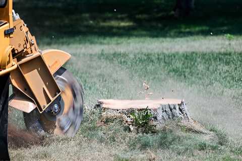 How Stump Removal Supports Healthier Groundskeeping In Kalamazoo
