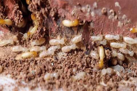 Why Professional Termite Control Services Are Essential For Managing Common Indoor Pests In..
