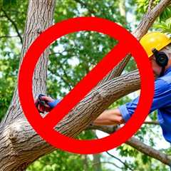 Utah Tree Removal Free Consultation For Dummies