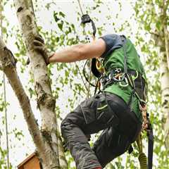 Tree Care Service In Damascus, Oregon: How To Find The Perfect Arborist For The Job