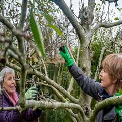 Tree Pruning In Damascus, Oregon: A Natural Boost For Your Home Staging Ideas