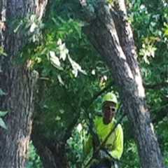 Clackamas Tree Care 101: A Homeowner's Guide To Healthy Trees And Landscaping Services