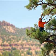 The Basic Principles Of Tree Removal In Utah