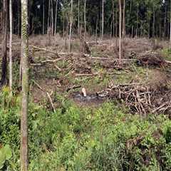 Why Proper Tree Removal Is Key For Effective Land Clearing In Johnson City