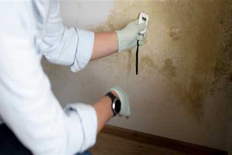 Don’t Let Mold Lurk: The Importance of a Professional Mold Inspection