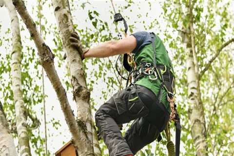 Tree Care Service In Damascus, Oregon: How To Find The Perfect Arborist For The Job