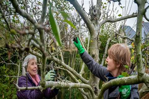 Tree Pruning In Damascus, Oregon: A Natural Boost For Your Home Staging Ideas