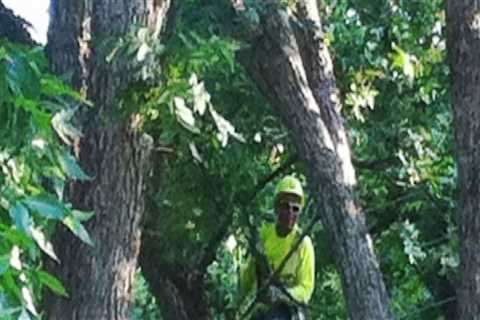 Clackamas Tree Care 101: A Homeowner's Guide To Healthy Trees And Landscaping Services