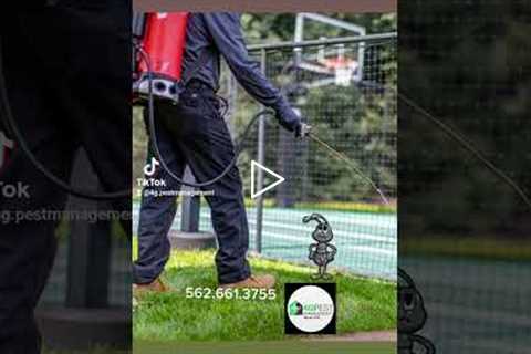 Spring pest control