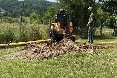 The Importance Of Stump Grinding After Tree Trimming In Johnson City