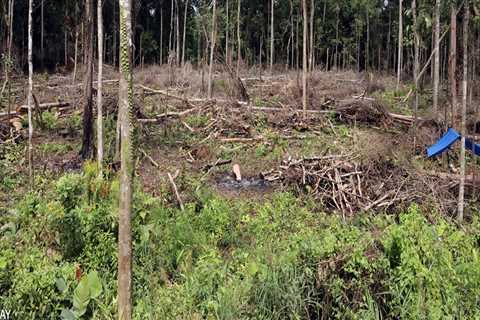 Why Proper Tree Removal Is Key For Effective Land Clearing In Johnson City