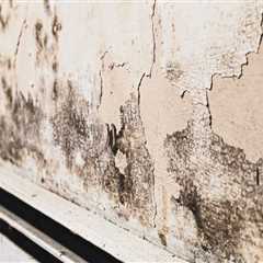 Mold Matters: When and Why You Should Schedule an Inspection