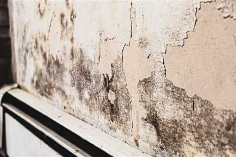 Mold Matters: When and Why You Should Schedule an Inspection