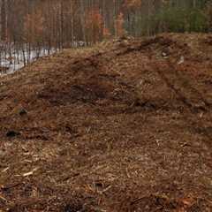 Forestry Mulching In Portland, OR: Why Professional Tree Service Matters