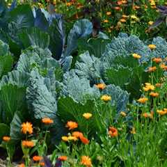 How Companion Planting Creates Natural Pest Barriers in Home Gardens