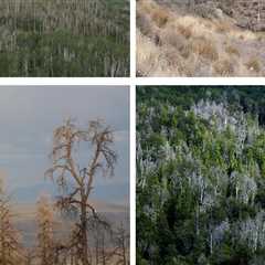 How Weather and Climate Affect Tree Health