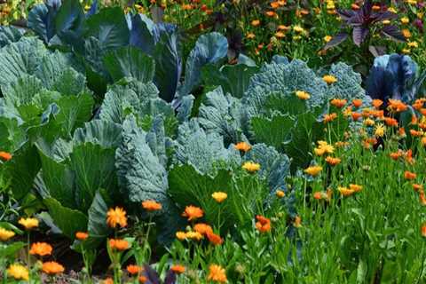 How Companion Planting Creates Natural Pest Barriers in Home Gardens