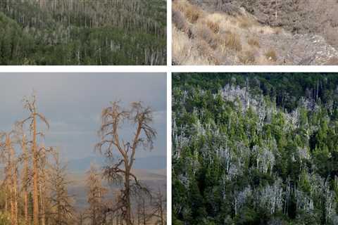 How Weather and Climate Affect Tree Health