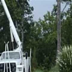 Stump Grinding And Pest Control Service: A Perfect Pair For A Healthy Fayetteville Yard