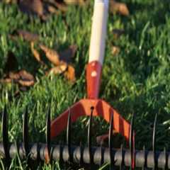 How Lawn Aeration Service In Northern Virginia Supports Better Wildlife Removal Services