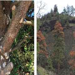Disease Prevention: The Vital Link Between Proactive Tree Trimming Service And Sustainable..