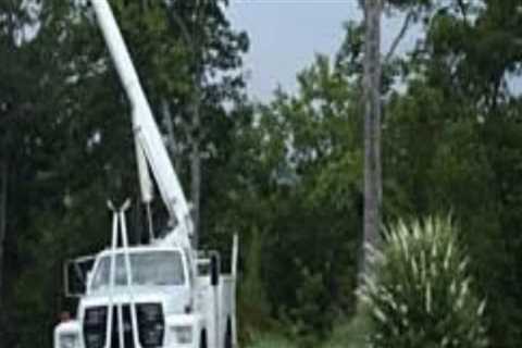 Stump Grinding And Pest Control Service: A Perfect Pair For A Healthy Fayetteville Yard