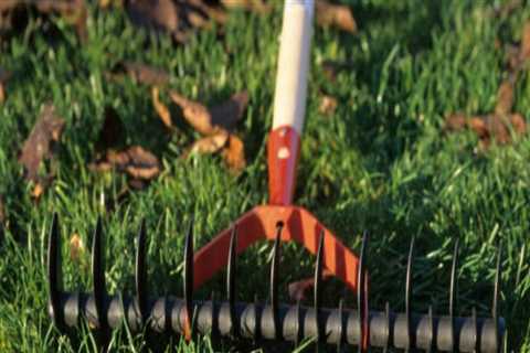 How Lawn Aeration Service In Northern Virginia Supports Better Wildlife Removal Services