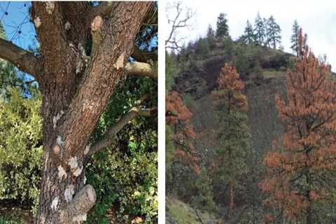 Disease Prevention: The Vital Link Between Proactive Tree Trimming Service And Sustainable..