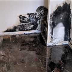 Why Mold Inspection Matters When Moving into an Older Home