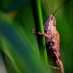 Discover Eco-Friendly Pest Control in Longmeadow