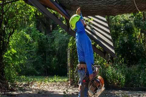 When to Schedule Crane Tree Removal During a Home Move