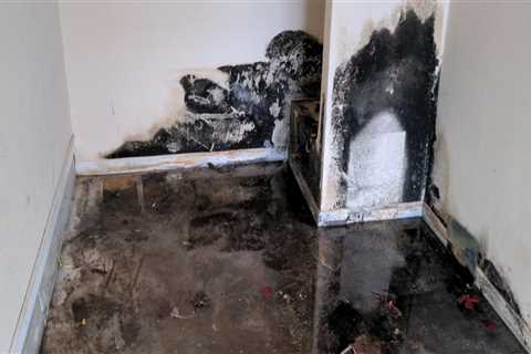 Why Mold Inspection Matters When Moving into an Older Home