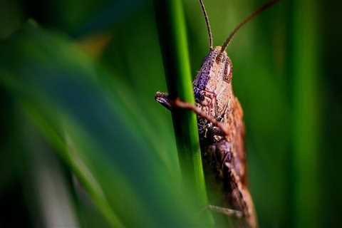 Discover Eco-Friendly Pest Control in Longmeadow