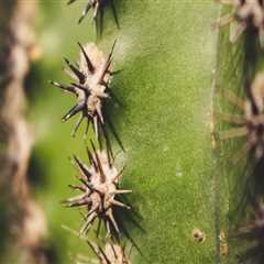 Tips for Hiring Dee Why Painting Services