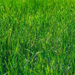 Expert Lawn Care and Land Clearing in Toledo