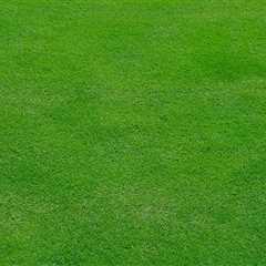 Expert Tree Maintenance Services in Central Toledo