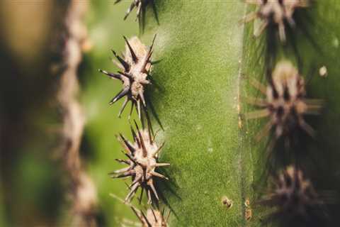 Tips for Hiring Dee Why Painting Services