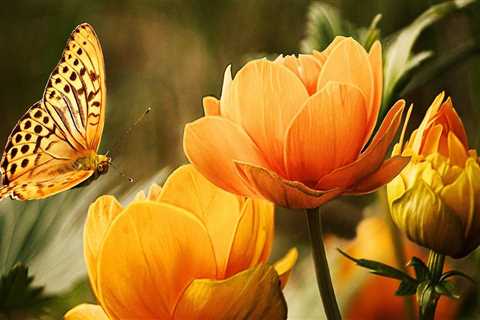 Dee Why Painters: Trusted House Painting