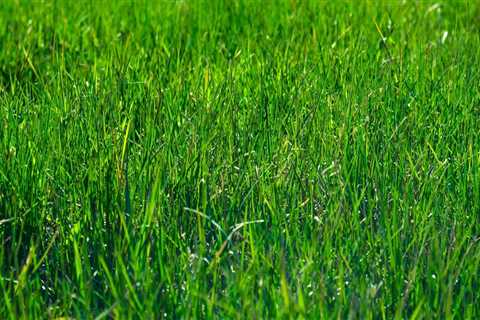 Expert Lawn Care and Land Clearing in Toledo