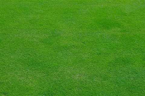 Expert Tree Maintenance Services in Central Toledo