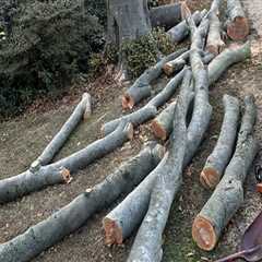 Safe and Efficient Tree Removal After Poison Ivy Removal in Warminster, PA