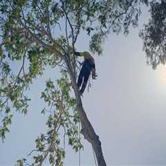 The Essential Benefits of Professional Tree Maintenance for Real Estate Assets