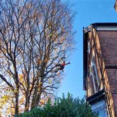 Enhancing Tree Health and Longevity: The Role of Maintenance in Real Estate Assets