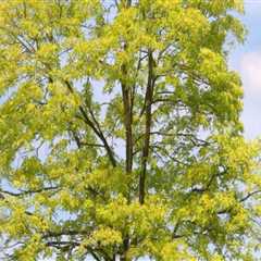 Essential Tree Maintenance Considerations for Real Estate Assets